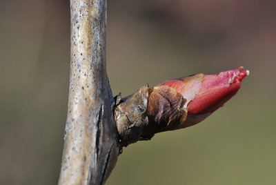 Paeonia suffruticosa - pivoňka keřovitá - pupen